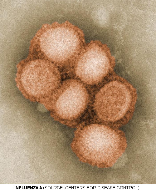 influenza vaccine on influenza A viruses from Gamma Vaccines